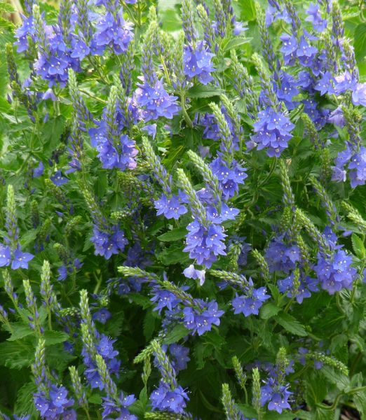 Veronica austriaca 'Shirley Blue'